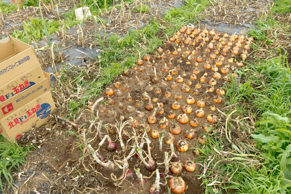 マルチの下の玉ねぎ